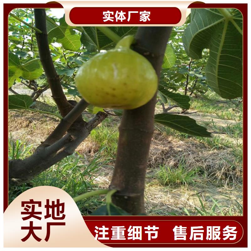 快速生产【0中间商差价 无花果-樱桃苗支持批发零售】-板栗苗
