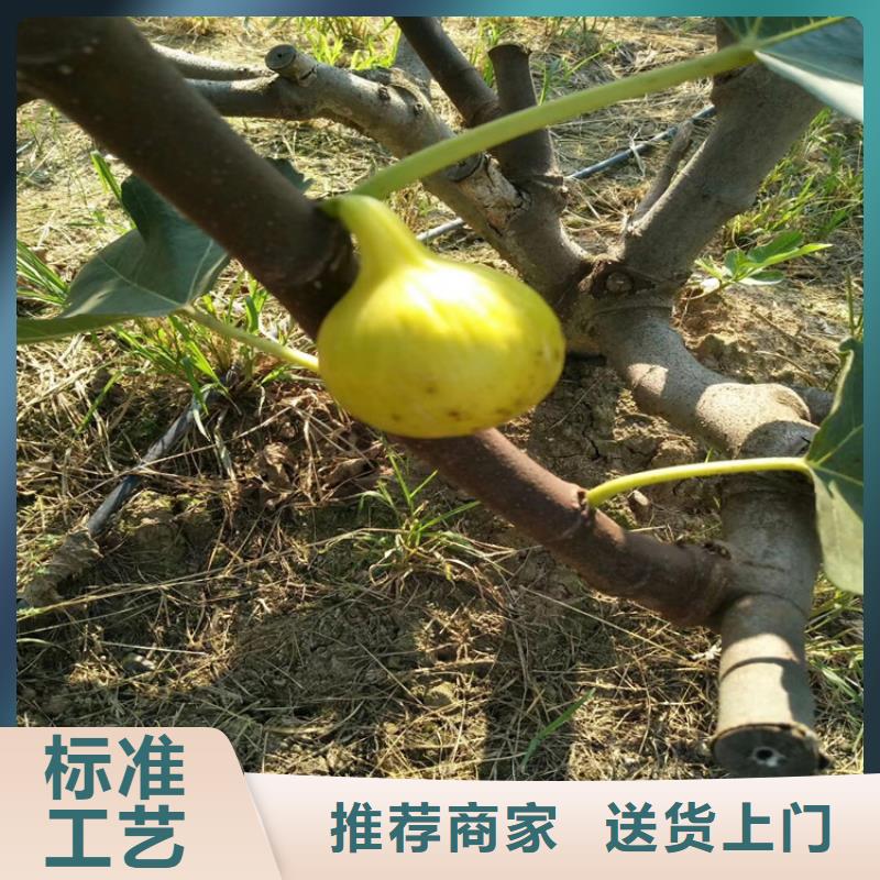 板栗苗视频-板栗苗|甘肃省兰州市|皋兰|红古|陇南|甘南|白银|平凉|张掖|临夏|金昌