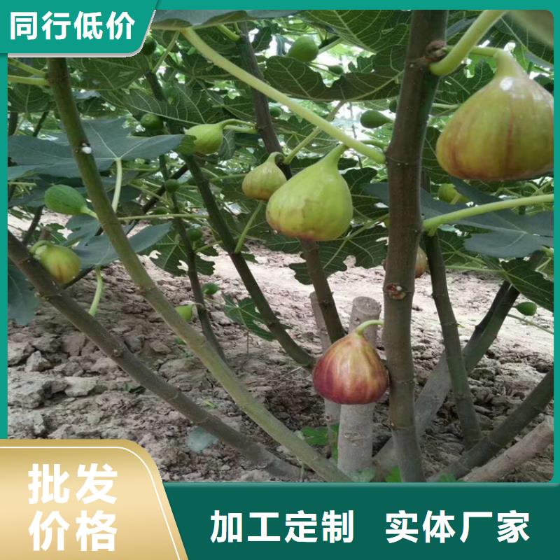 快速生产【0中间商差价 无花果-樱桃苗支持批发零售】-板栗苗