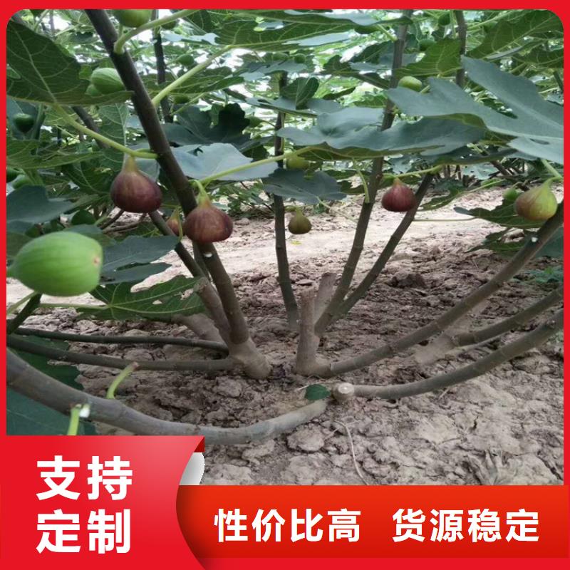 无花果樱桃苗实体厂家支持定制