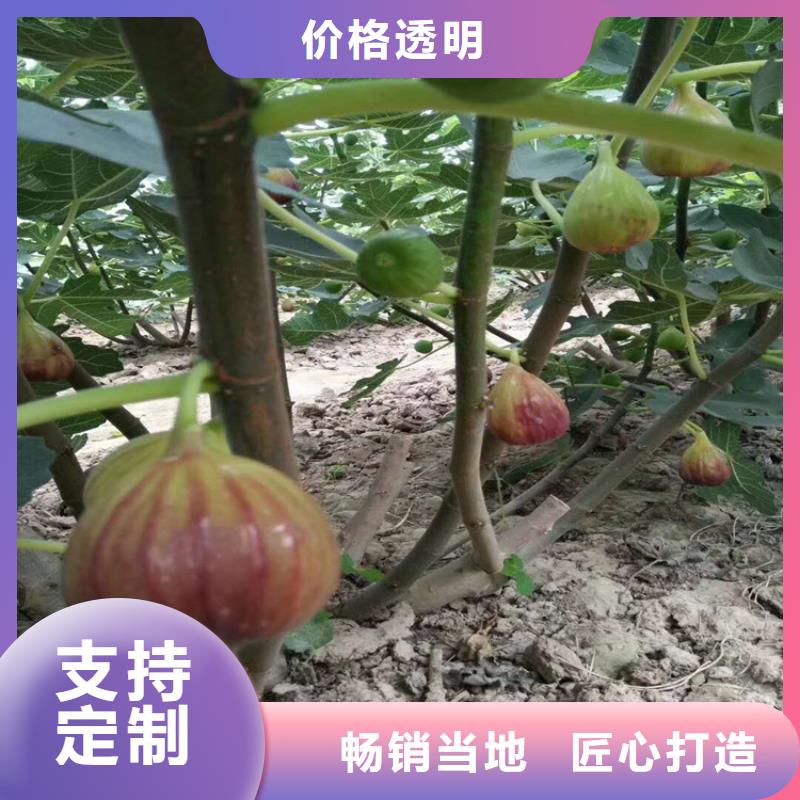 无花果樱桃苗实体厂家支持定制