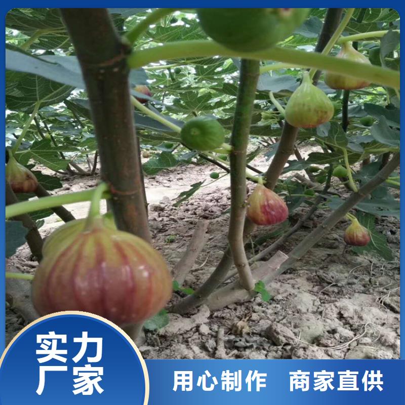 无花果樱桃苗优选厂商