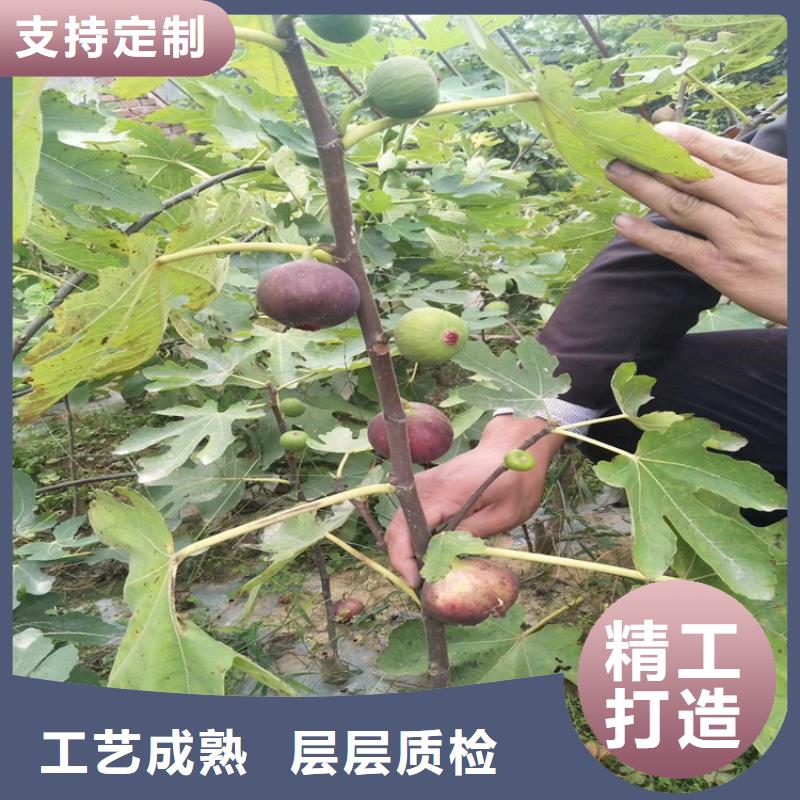 无花果_樱桃苗今日价格