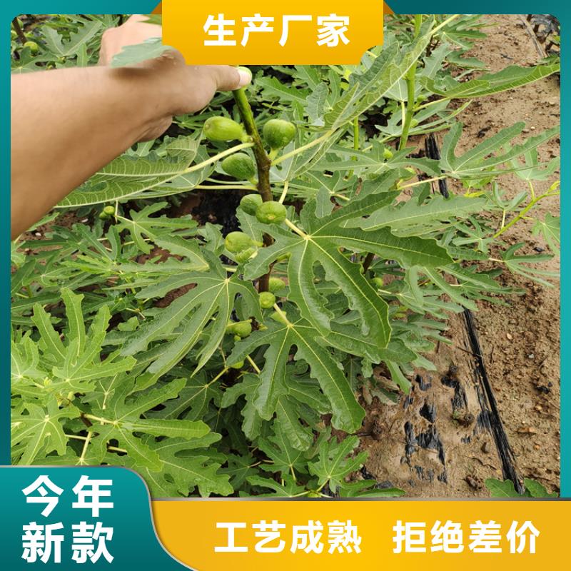 无花果_无花果苗厂家采购