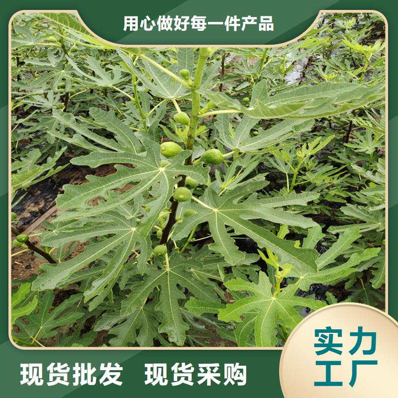 【物流配货上门 无花果黄瓜苗厂家直销大量现货】-当地厂家大量现货_产品中心
