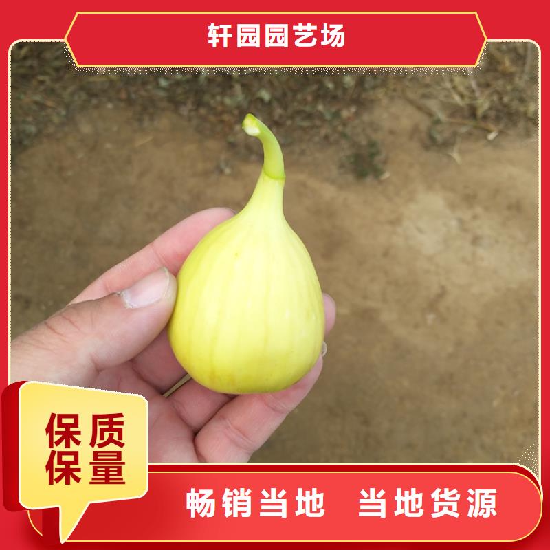 板栗苗视频-板栗苗|泸州市|泸县|纳溪|绵阳|凉山|资阳|甘孜