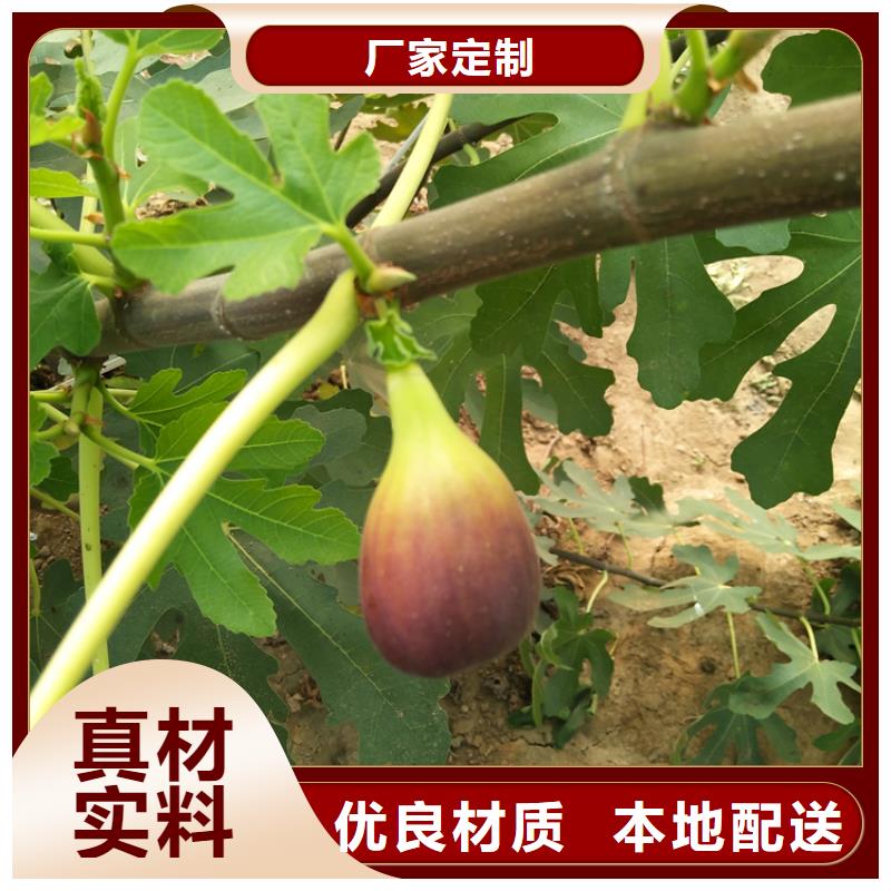 板栗苗视频-板栗苗|泸州市|泸县|纳溪|绵阳|凉山|资阳|甘孜