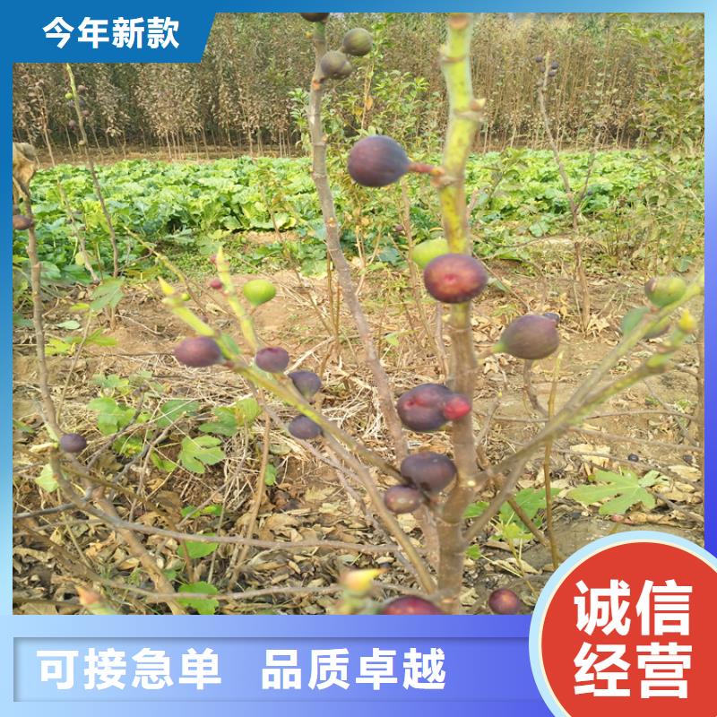 无花果_无花果苗厂家采购