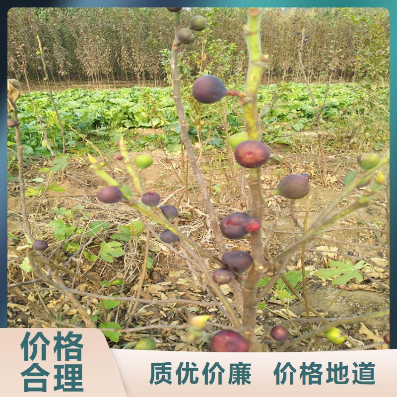 板栗苗视频-板栗苗|甘肃省兰州市|皋兰|红古|陇南|甘南|白银|平凉|张掖|临夏|金昌