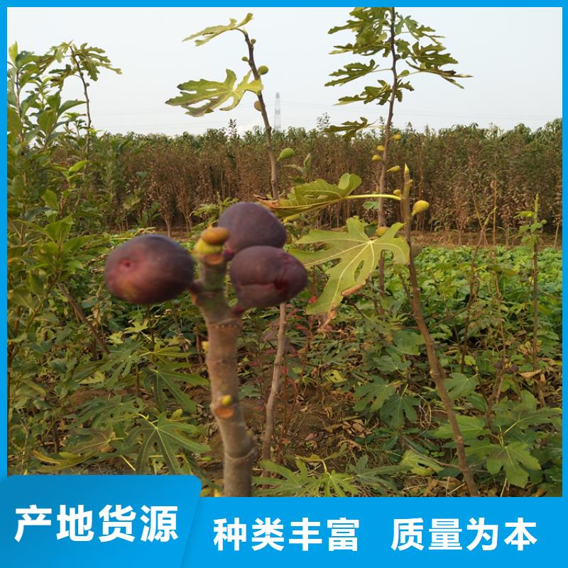 无花果樱桃苗优选厂商