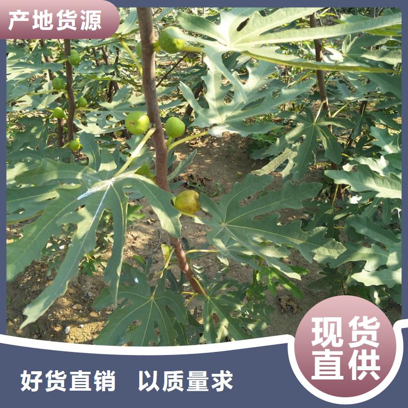 板栗苗视频-板栗苗|甘肃省兰州市|皋兰|红古|陇南|甘南|白银|平凉|张掖|临夏|金昌