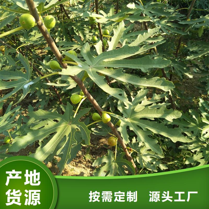 【物流配货上门 无花果黄瓜苗厂家直销大量现货】-当地厂家大量现货_产品中心