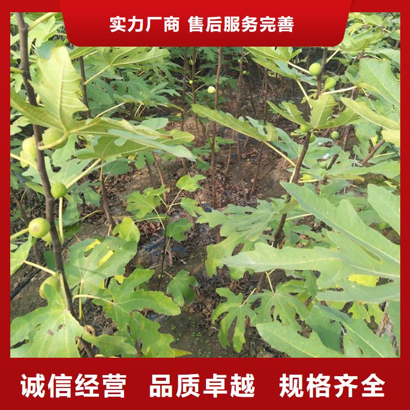 无花果板栗苗工艺精细质保长久