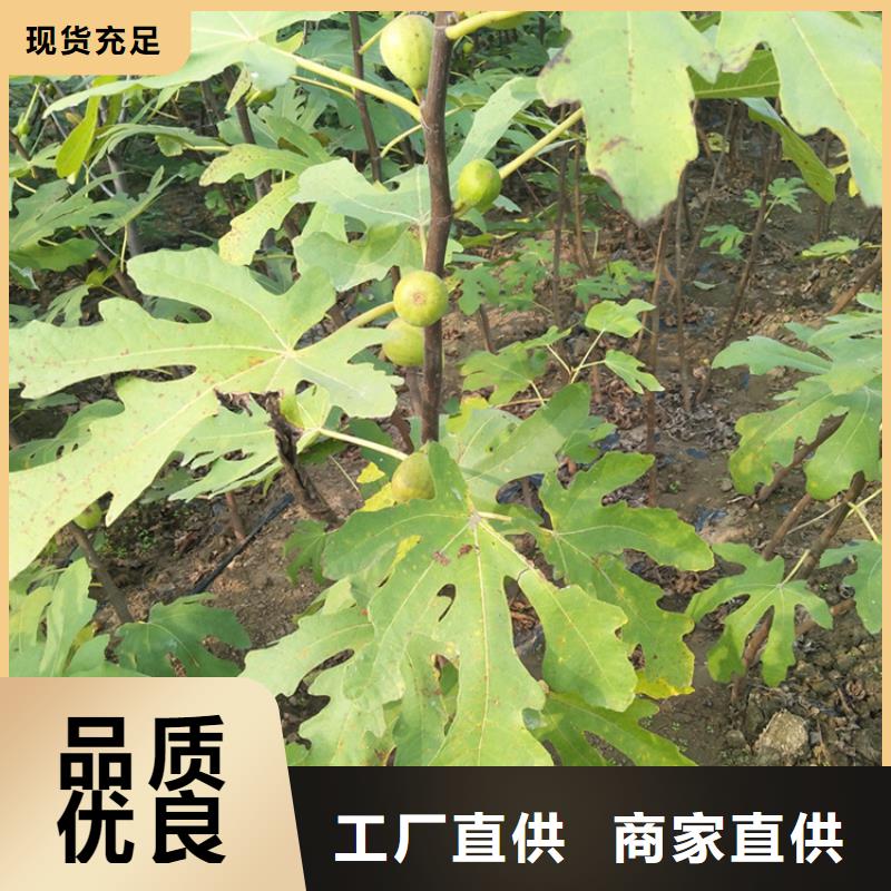 【无花果】无花果苗用心做好每一件产品