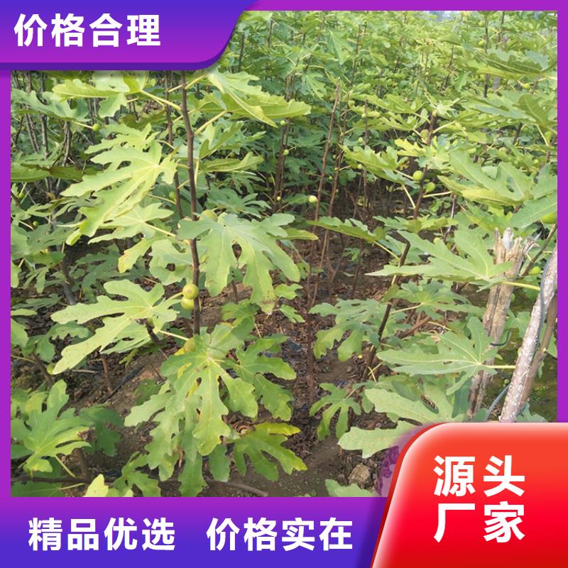 快速生产【0中间商差价 无花果-樱桃苗支持批发零售】-板栗苗