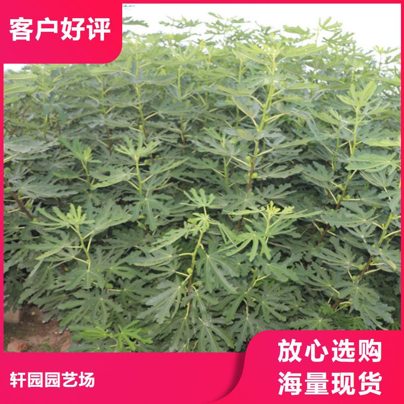 板栗苗视频-板栗苗|泸州市|泸县|纳溪|绵阳|凉山|资阳|甘孜