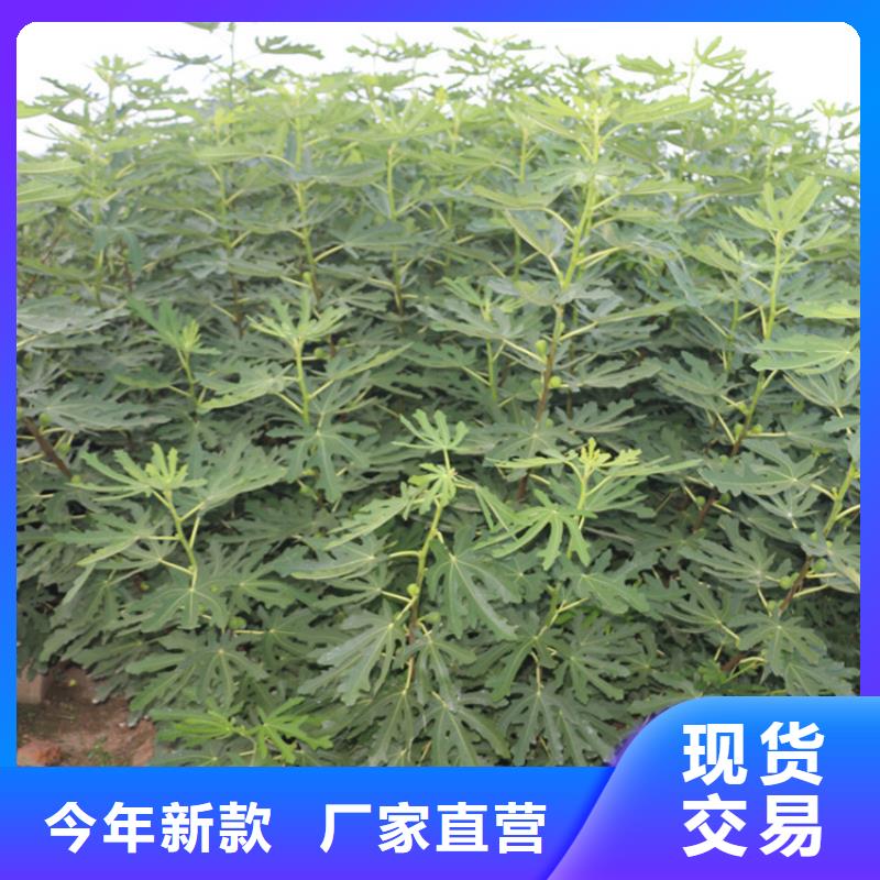 无花果樱桃苗实体厂家支持定制