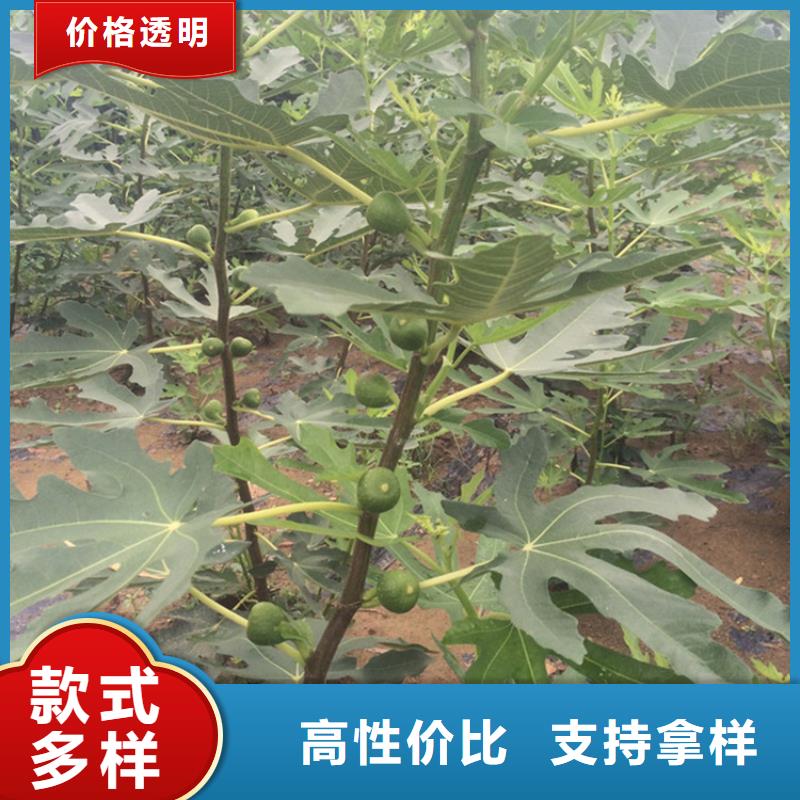 板栗苗视频-板栗苗|泸州市|泸县|纳溪|绵阳|凉山|资阳|甘孜