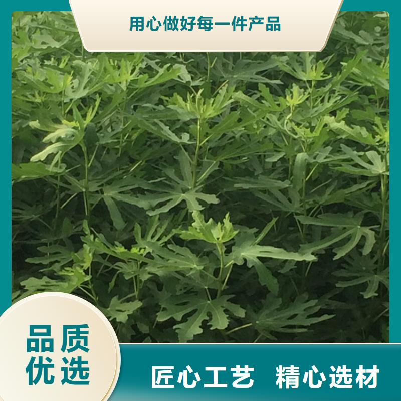 板栗苗视频-板栗苗|泸州市|泸县|纳溪|绵阳|凉山|资阳|甘孜