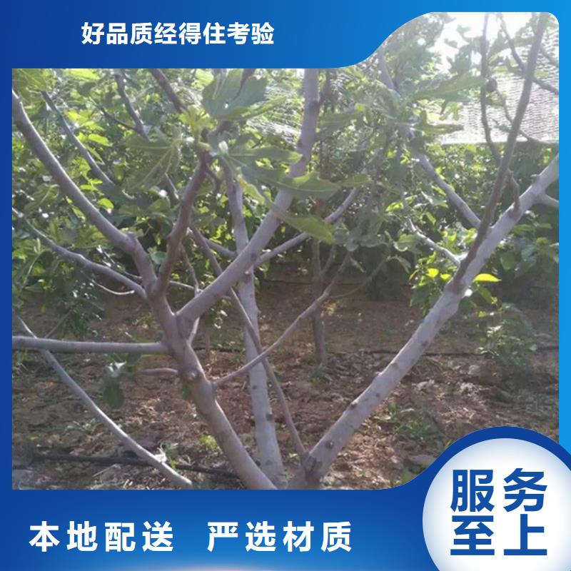 板栗苗视频-板栗苗|甘肃省兰州市|皋兰|红古|陇南|甘南|白银|平凉|张掖|临夏|金昌