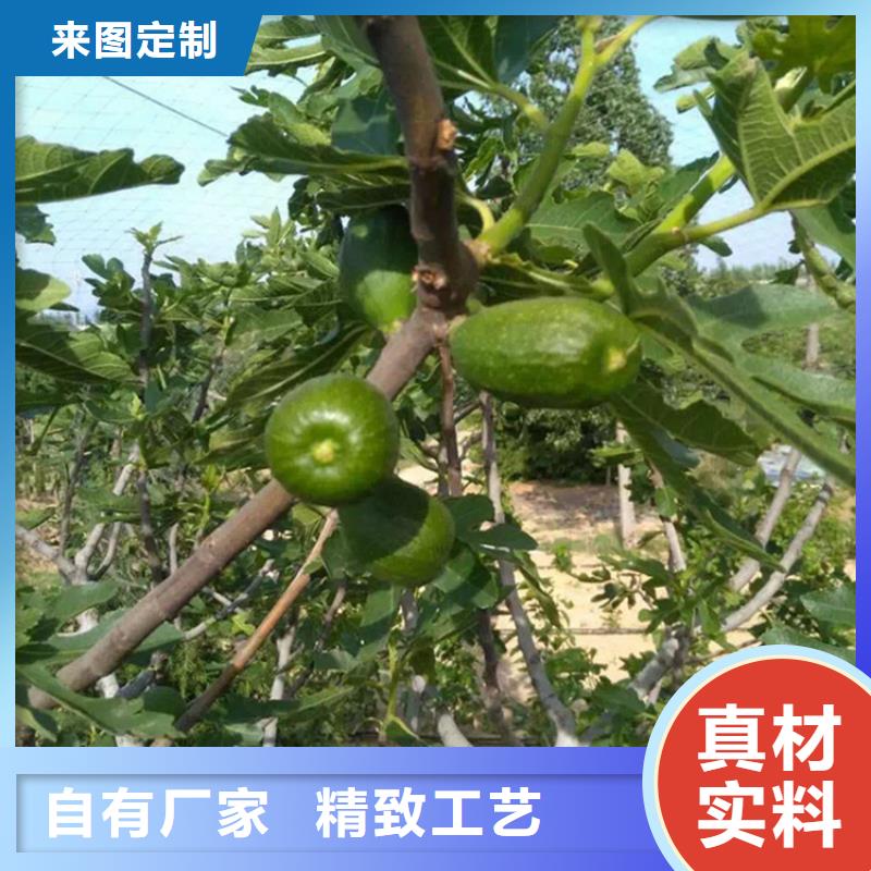 【无花果】无花果苗用心做好每一件产品