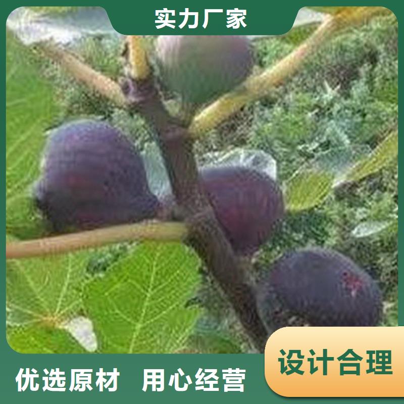 无花果_樱桃苗今日价格