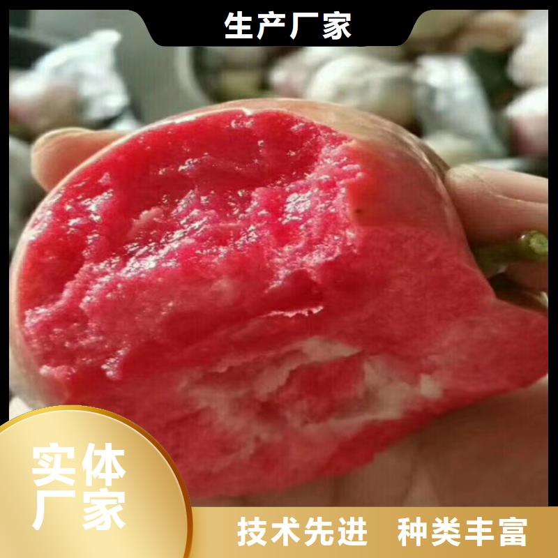苹果_石榴树产地批发