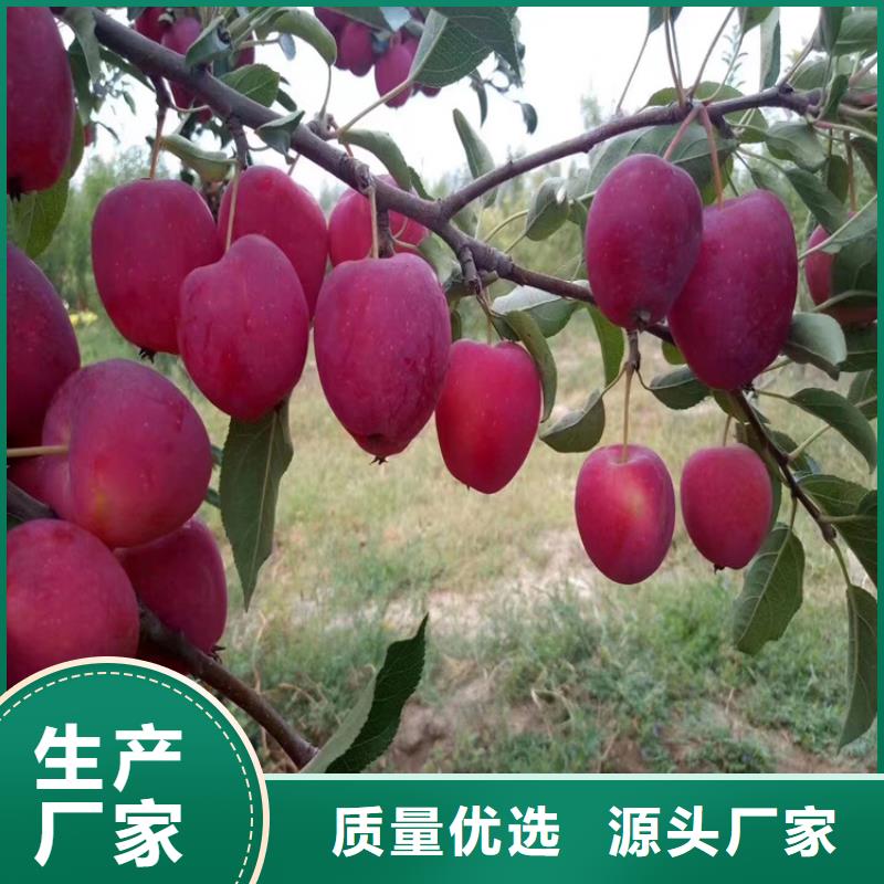 板栗苗视频-福建省泉州市轩园板栗苗可服务区域泉港|惠安|莆田|宁德|福州|龙岩|漳州等