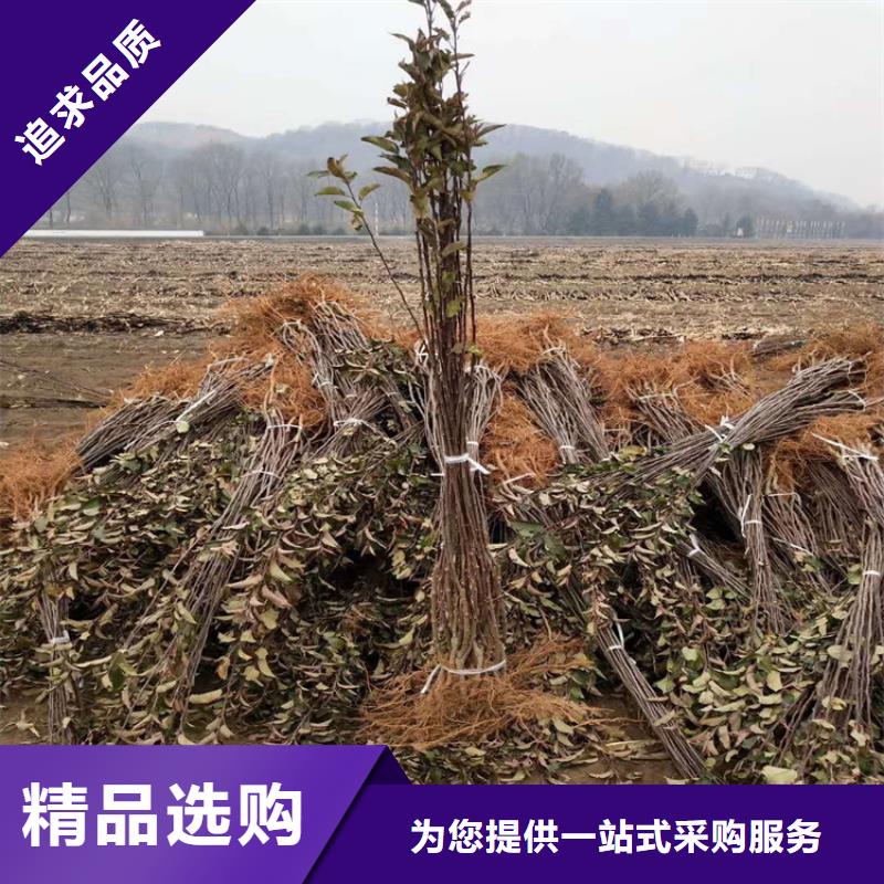 板栗苗视频-福建省泉州市轩园板栗苗可服务区域泉港|惠安|莆田|宁德|福州|龙岩|漳州等