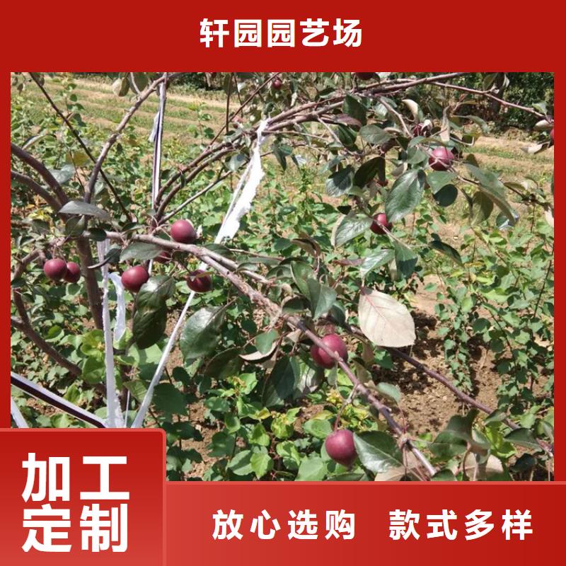 板栗苗视频-福建省泉州市轩园板栗苗可服务区域泉港|惠安|莆田|宁德|福州|龙岩|漳州等