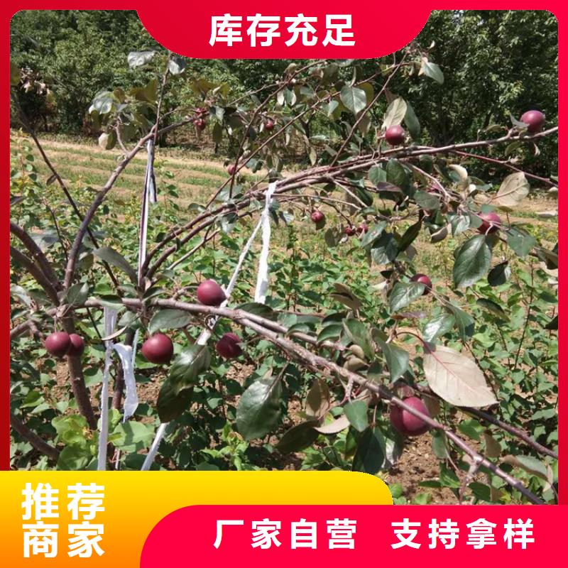 苹果-桃树苗产地批发