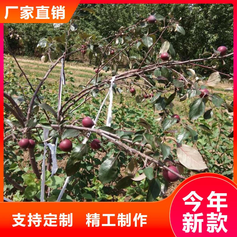 板栗苗视频-福建省泉州市轩园板栗苗可服务区域泉港|惠安|莆田|宁德|福州|龙岩|漳州等
