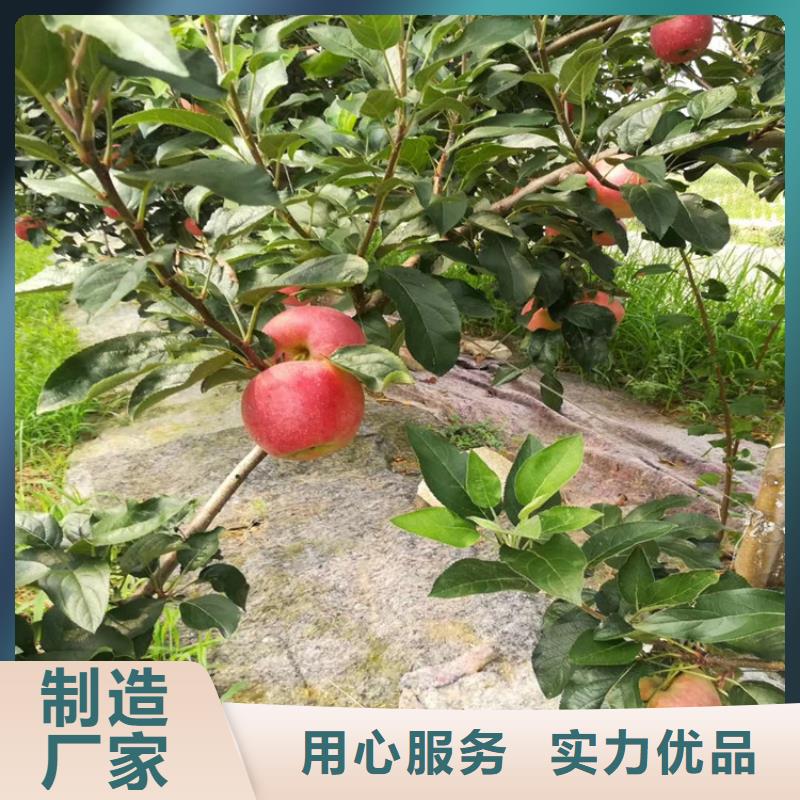 板栗苗视频-福建省泉州市轩园板栗苗可服务区域泉港|惠安|莆田|宁德|福州|龙岩|漳州等