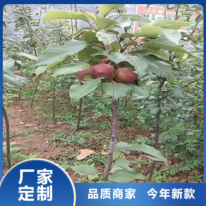 板栗苗视频-福建省泉州市轩园板栗苗可服务区域泉港|惠安|莆田|宁德|福州|龙岩|漳州等