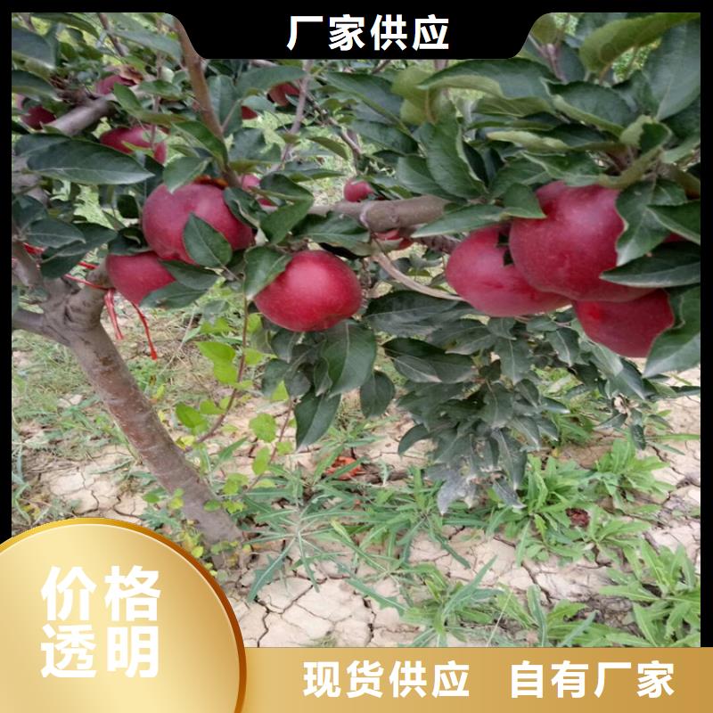 苹果葡萄苗用心做好细节