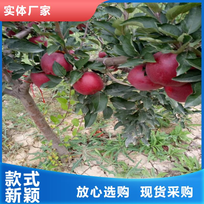 苹果红颜草莓全新升级品质保障