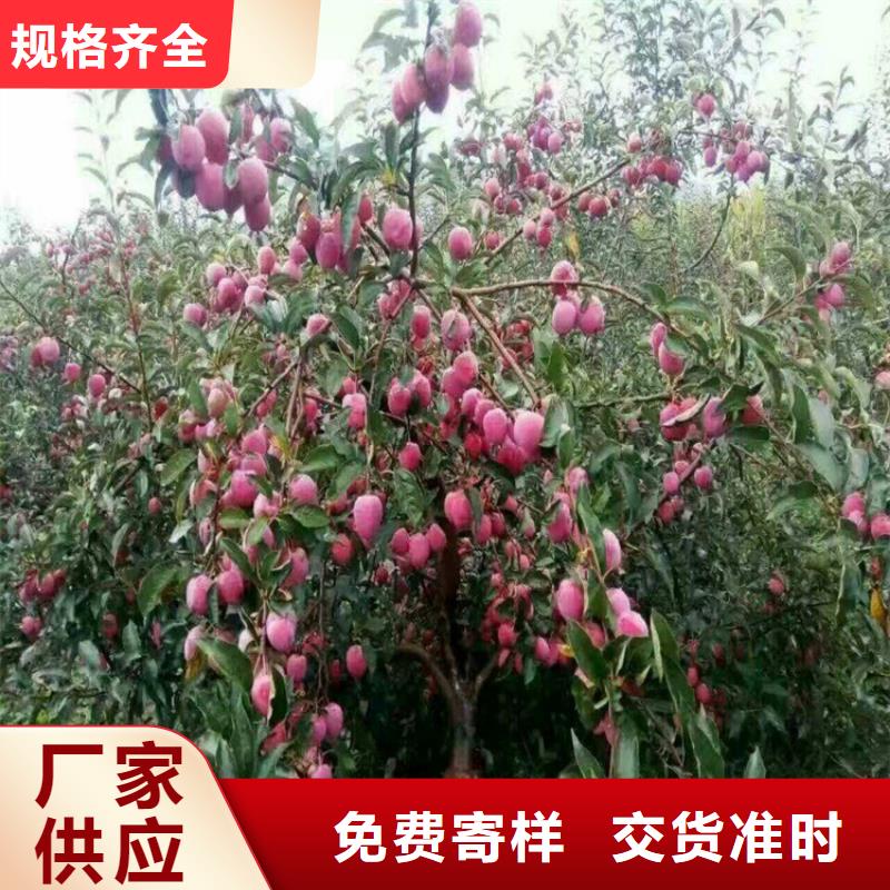 苹果_石榴树产地批发