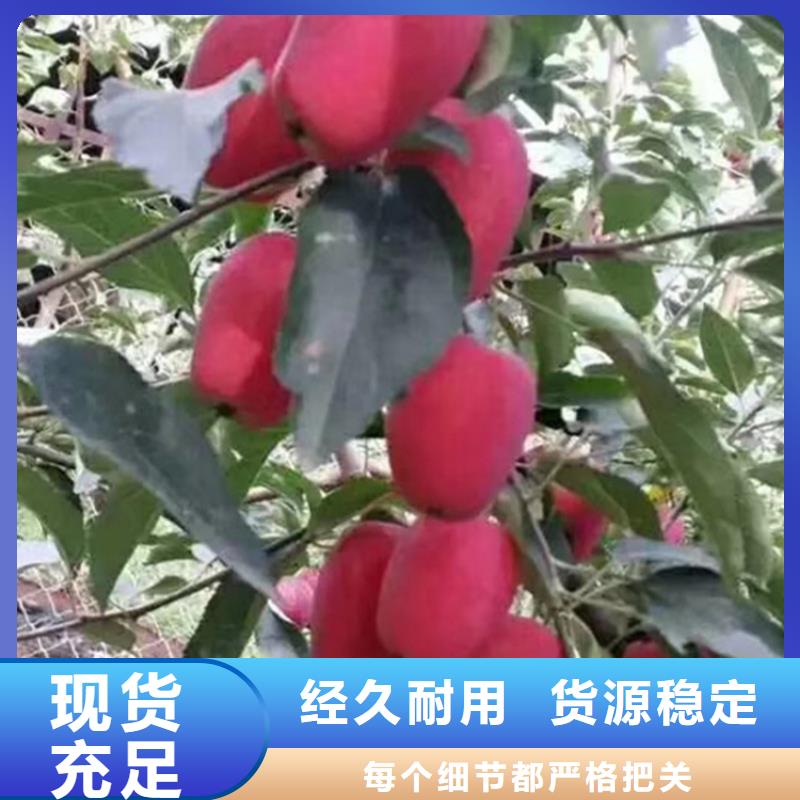 苹果_石榴树产地批发