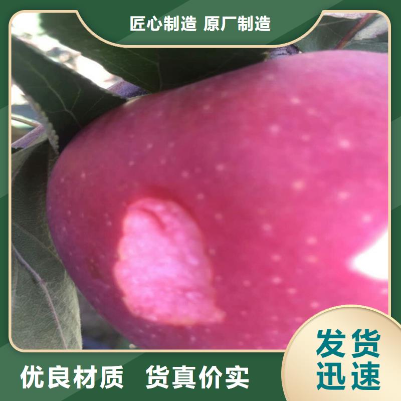 板栗苗视频-福建省泉州市轩园板栗苗可服务区域泉港|惠安|莆田|宁德|福州|龙岩|漳州等