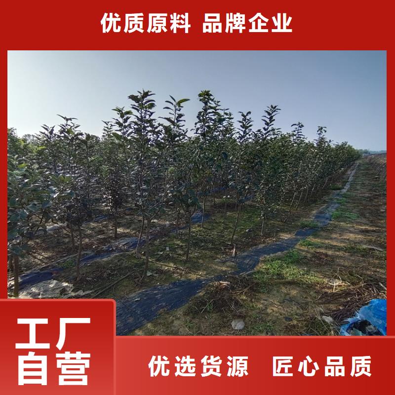 苹果樱桃苗源厂供货