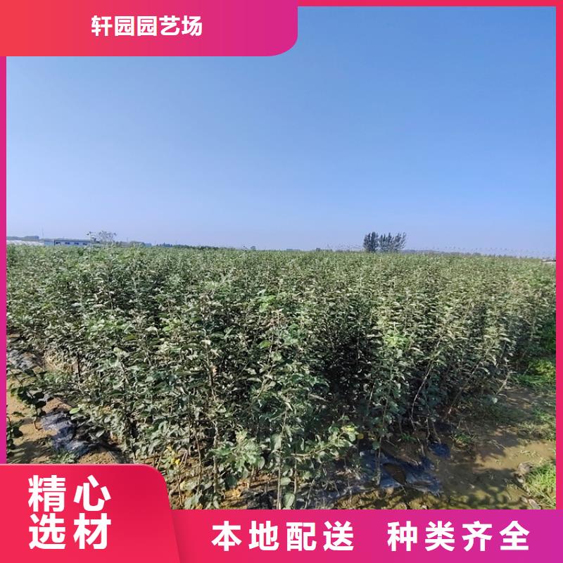 苹果红颜草莓全新升级品质保障
