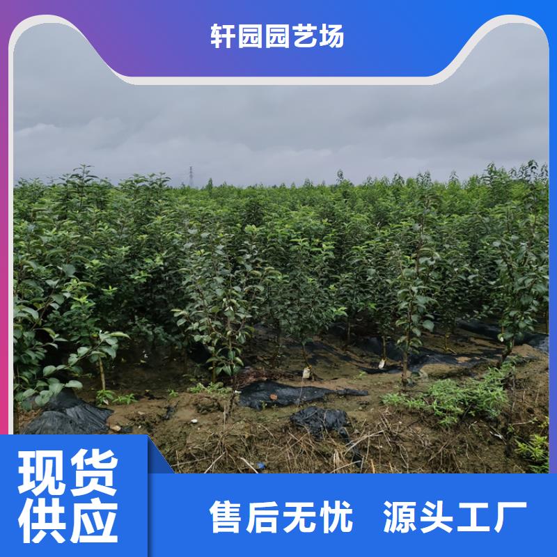 苹果樱桃苗正规厂家