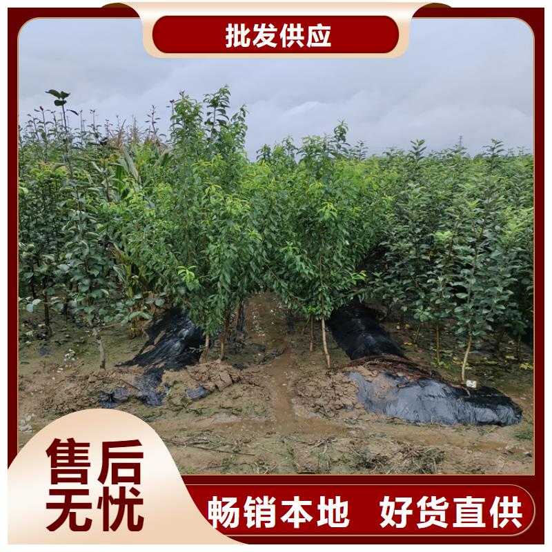 板栗苗视频-福建省泉州市轩园板栗苗可服务区域泉港|惠安|莆田|宁德|福州|龙岩|漳州等