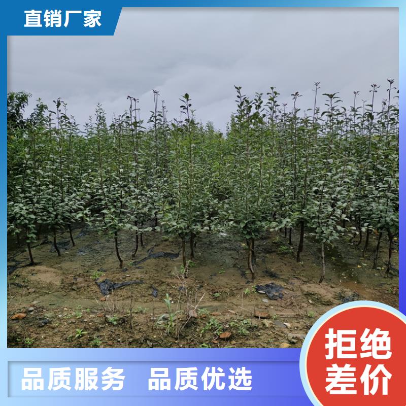 苹果葡萄苗用心做好细节