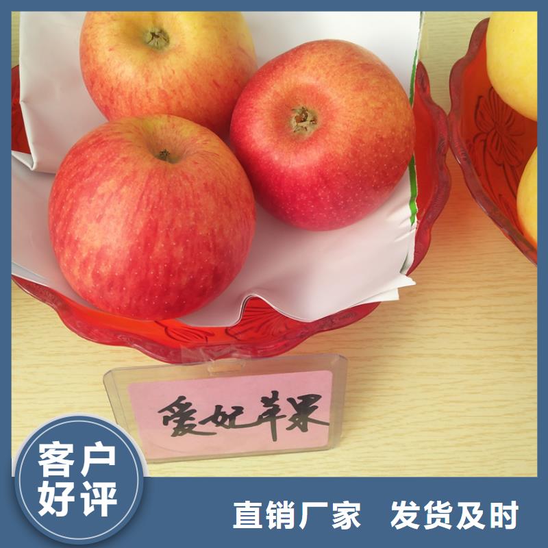 苹果-【猕猴桃苗】选择大厂家省事省心