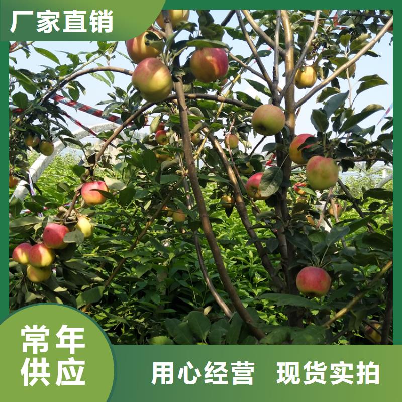 苹果_石榴树产地批发