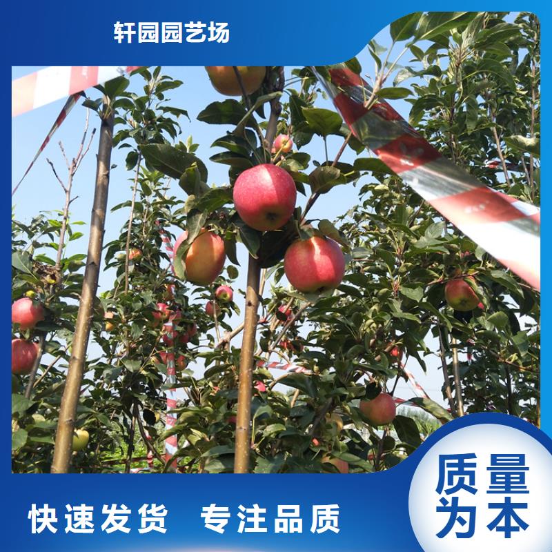 苹果-桃树苗产地批发
