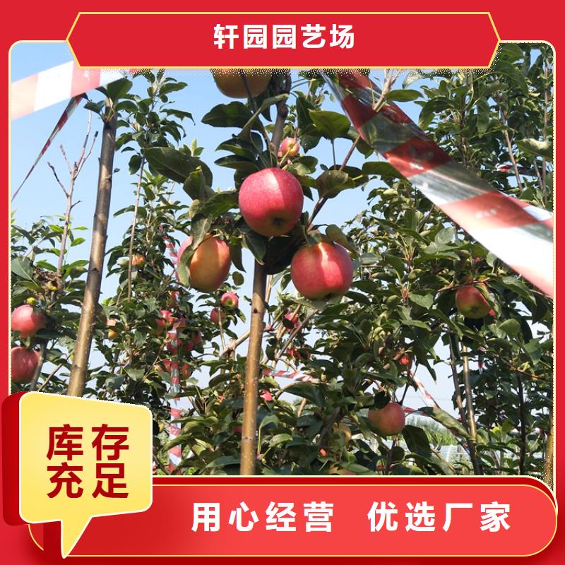 苹果-【猕猴桃苗】选择大厂家省事省心