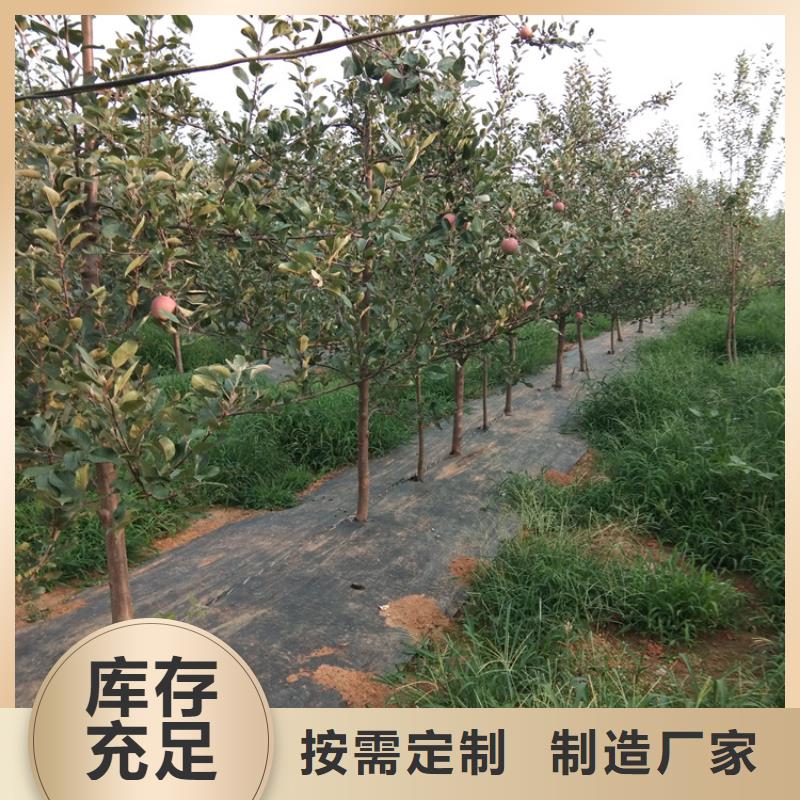 苹果_石榴树产地批发