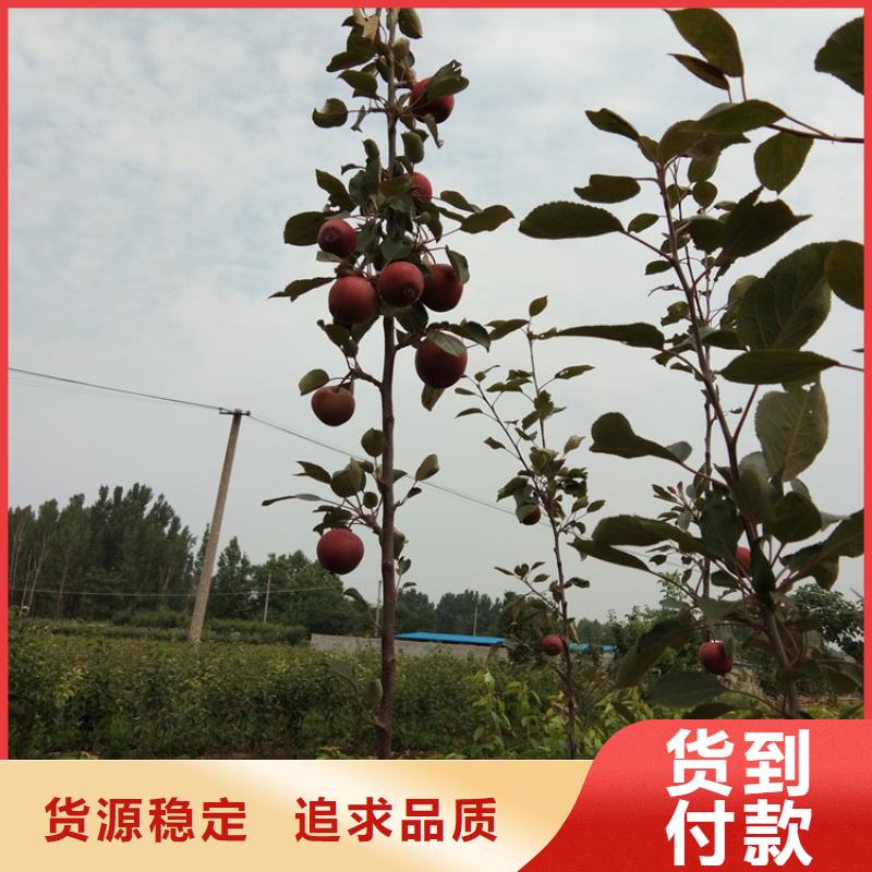 板栗苗视频-福建省泉州市轩园板栗苗可服务区域泉港|惠安|莆田|宁德|福州|龙岩|漳州等